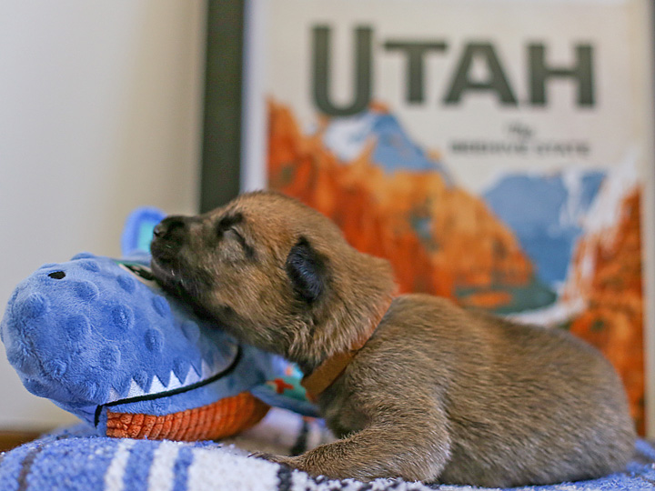 chinook puppy